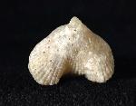 Cyclothyris vespertilio (BROCCHI 1813) - Bild © FossNet FossilienStore